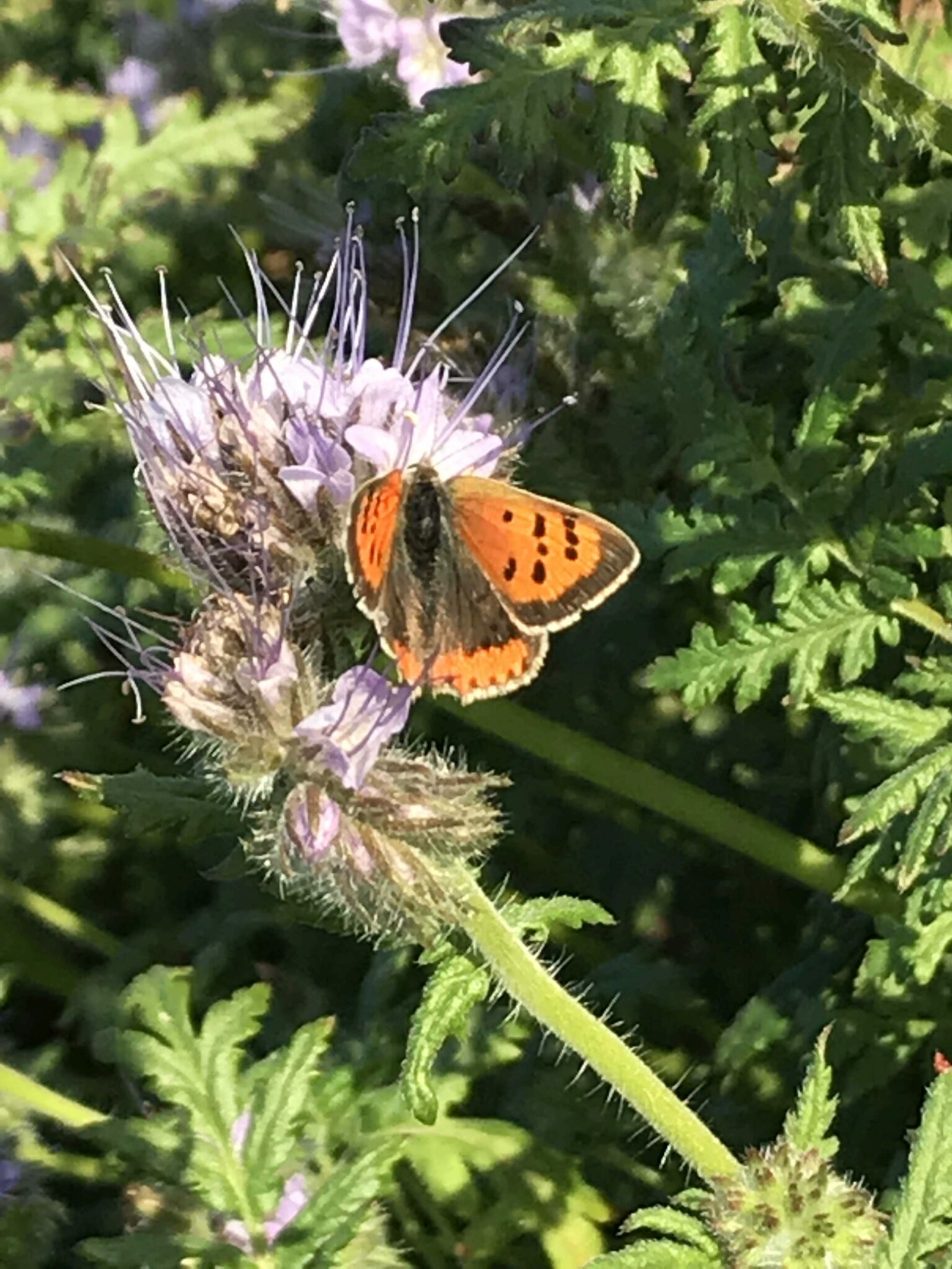 Vortragsabend „GArtenvielfalt Naturnahe Gärten für