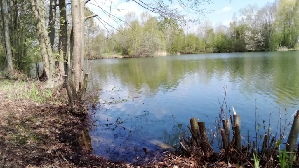 Am Randstein vorn im Bild gut zu sehen: Der Waldsee ist wieder gut gefüllt