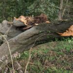 Buche sorgt für erneute Sperrung am Emsauenweg