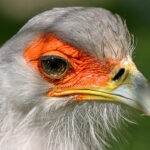 „Die Welt der Tiere“: Fotoclub Creativ lädt zur traditionellen Ausstellungseröffnung ins Rathaus ein