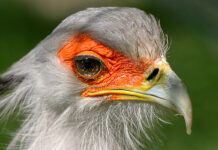 „Die Welt der Tiere“: Fotoclub Creativ lädt zur traditionellen Ausstellungseröffnung ins Rathaus ein