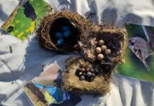 Nachhaltigkeitswoche 2026 – OGS-Kinder erkunden Streuobstwiese