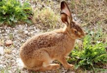 Meister Lampe im Rampenlicht: Zwischen Boxkampf und Oster-Legende