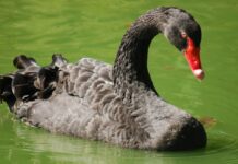 Schwarzer Schwan gestohlen