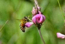 Sommerzeit ist Insektenzeit: Tipps zum Umgang mit Bienen, Wespen und Hornissen